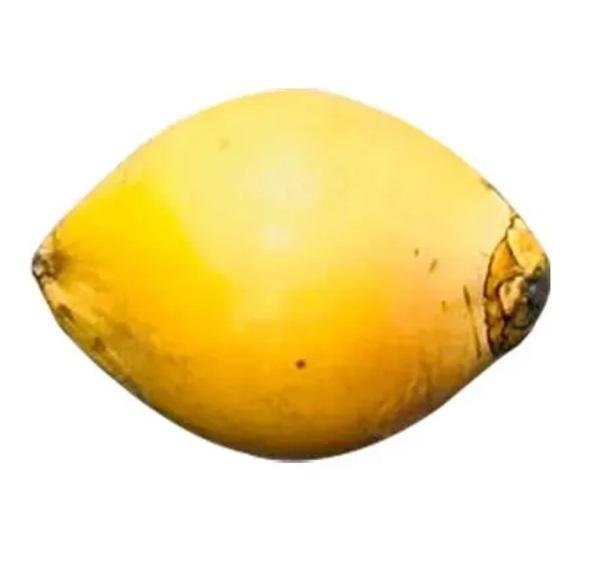 King Coconut, Sri Lanka - 1 to 1.3 kg