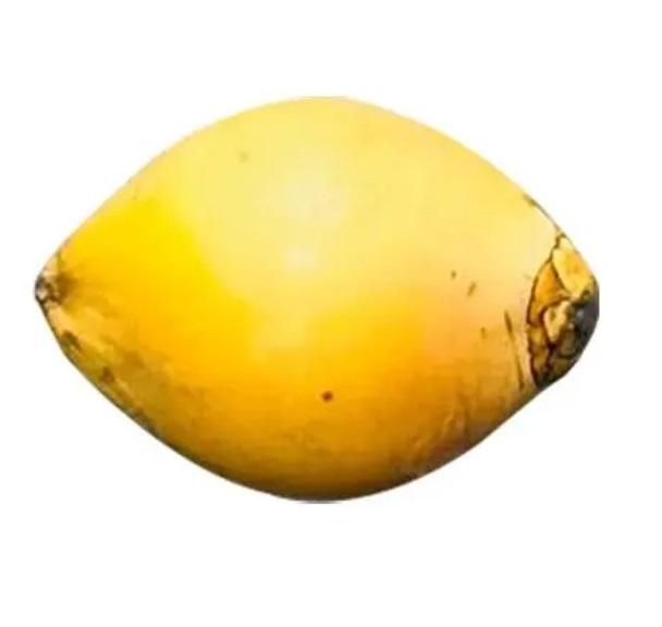 King Coconut, Sri Lanka - 1 to 1.3 kg