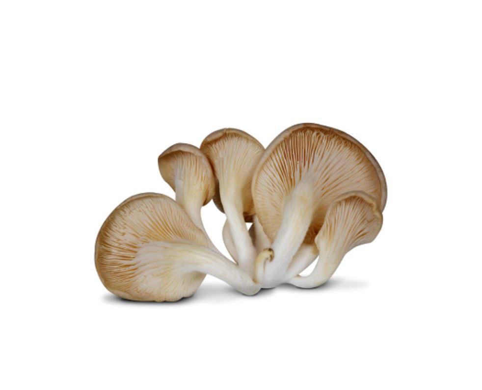 Oyster Mushroom - Netherlands - 200g