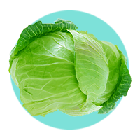 Cabbage