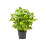 Basil Plant Pot, UAE