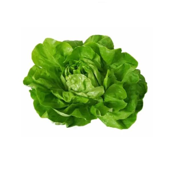 Lettuce Boston, Netherlands - 180 to 200g