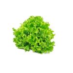 Lettuce Lolo Green Bionda, UAE - 150 to 200g