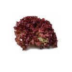 Lettuce Lolo Rosso - Netherlands - 220 to 300g