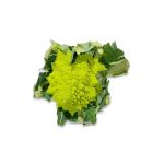 Lettuce Romanesco, Netherlands - 700 to 900g