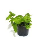 Mint, UAE - Pot