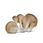 Oyster Mushroom - Netherlands - 200g