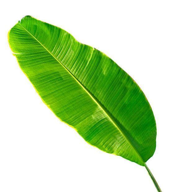 Banana Leaf