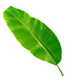 Banana Leaf