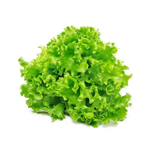 Lettuce Lolo Green Bionda - Netherlands - 220 to 250g