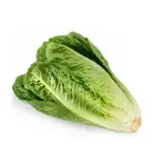 Romaine Lettuce - Iran - 250 to 300g